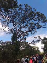 Vochysia thyrsoidea
