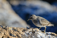 Calidris ptilocnemis