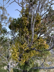 Phoradendron bolleanum
