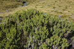 Olearia cymbifolia