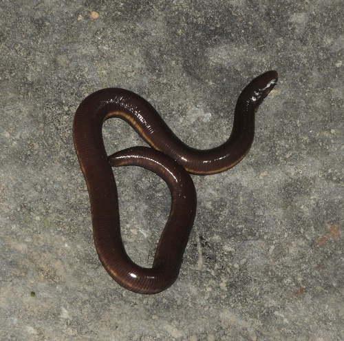 Bantam Caecilian, Ichthyophis hypocyaneus