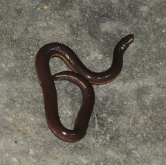 Ichthyophis hypocyaneus
