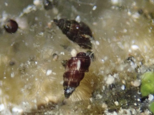 Ittibittium parcum