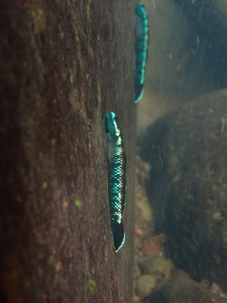 Lampung Hill-Stream Goby