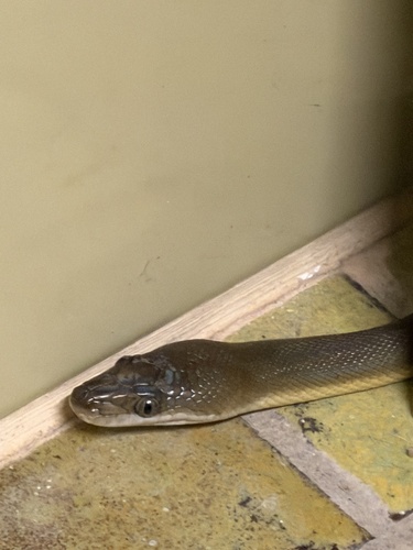 Water Python sighting