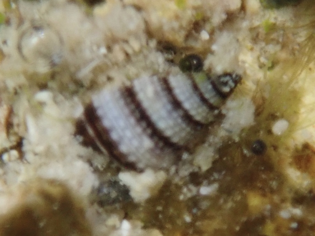 Cerithium zebrum
