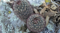 Mammillaria densispina
