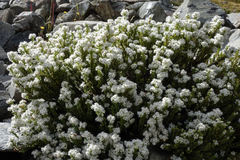Veronica buchananii