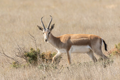 Gazella subgutturosa