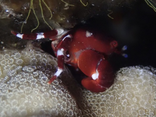 Xanthias latifrons observed 2025-11-06