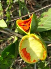 Tabernaemontana glabra