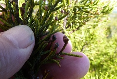 Halocarpus bidwillii