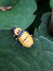 Chauliognathus missionum