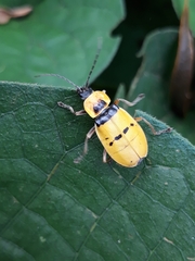 Chauliognathus missionum