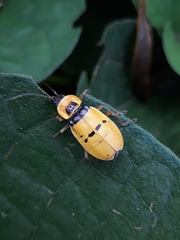 Chauliognathus missionum