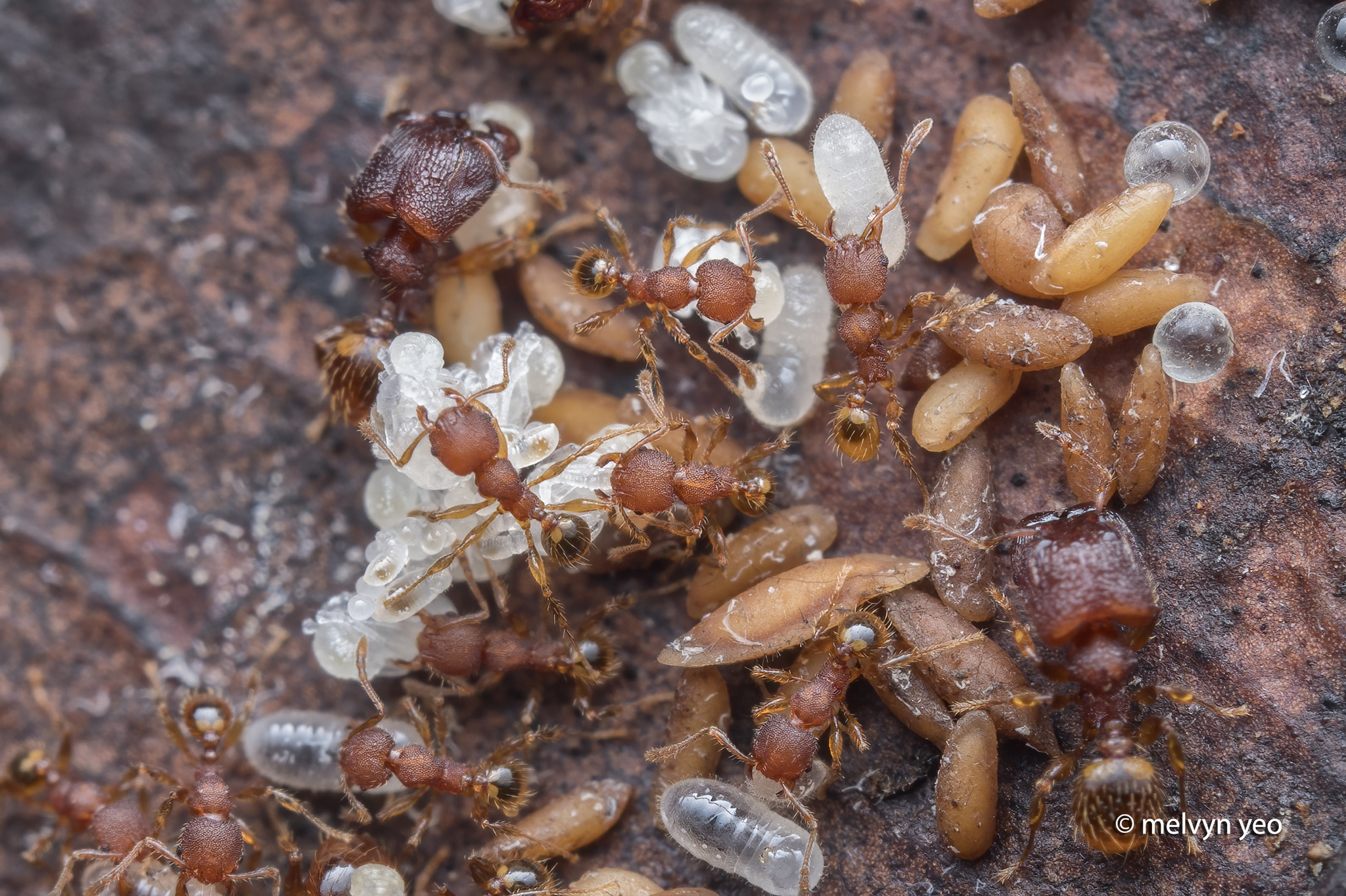 Pheidole nodgii