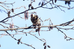 Carduelis carduelis