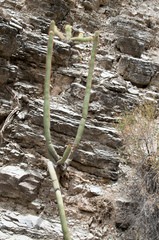 Cleistocactus buchtienii