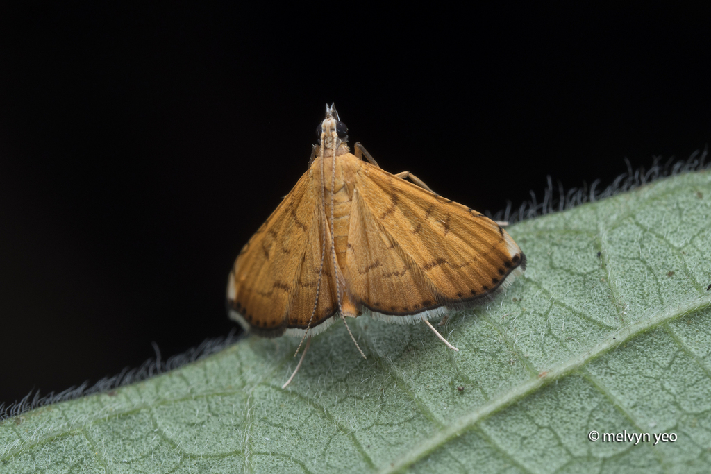 Mabra nigriscripta