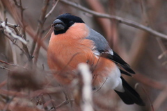 Pyrrhula pyrrhula