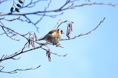 Carduelis carduelis