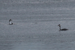 Podiceps cristatus
