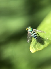 Condylostylus pruinosus