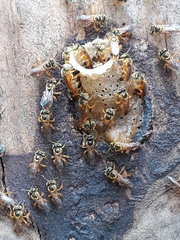 Tetragonisca fiebrigi