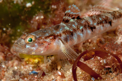 Pomatoschistus pictus