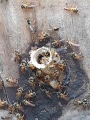 Tetragonisca fiebrigi