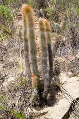 Cleistocactus buchtienii