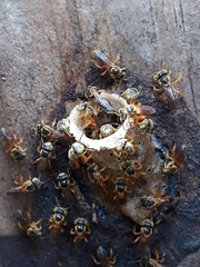 Tetragonisca fiebrigi