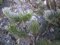 Leucadendron singulare
