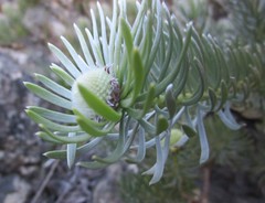 Leucadendron singulare