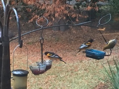 Icterus galbula