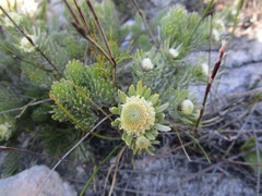 Leucadendron singulare