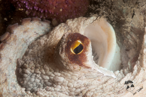 Common Octopus