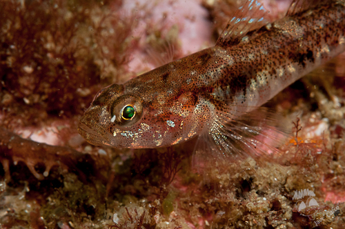 Painted goby (Pomatoschistus pictus) — Gobiidae — 2
