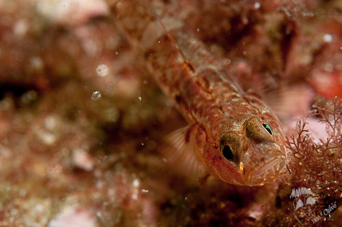Painted goby (Pomatoschistus pictus) — Gobiidae — 3
