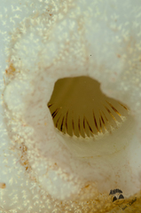 Phallusia mammillata