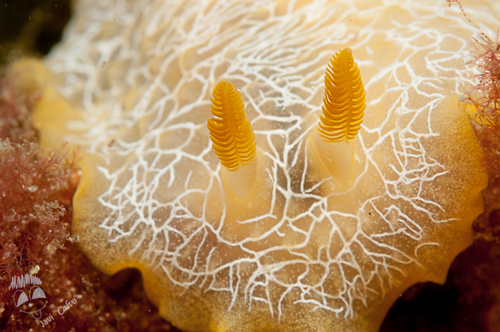 scribbled nudibranch