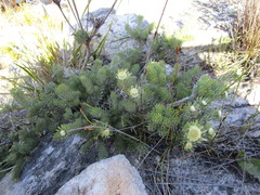 Leucadendron singulare
