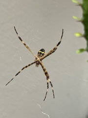 Argiope argentata
