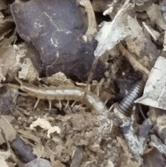 Scolopendra alternans