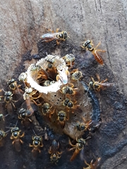 Tetragonisca fiebrigi