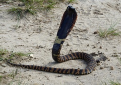 Hemachatus haemachatus