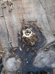 Tetragonisca fiebrigi