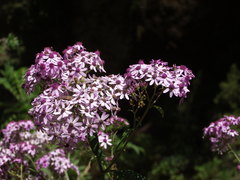 Pericallis papyracea image