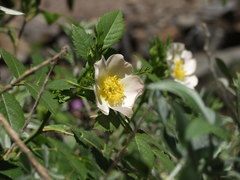 Rosa squarrosa