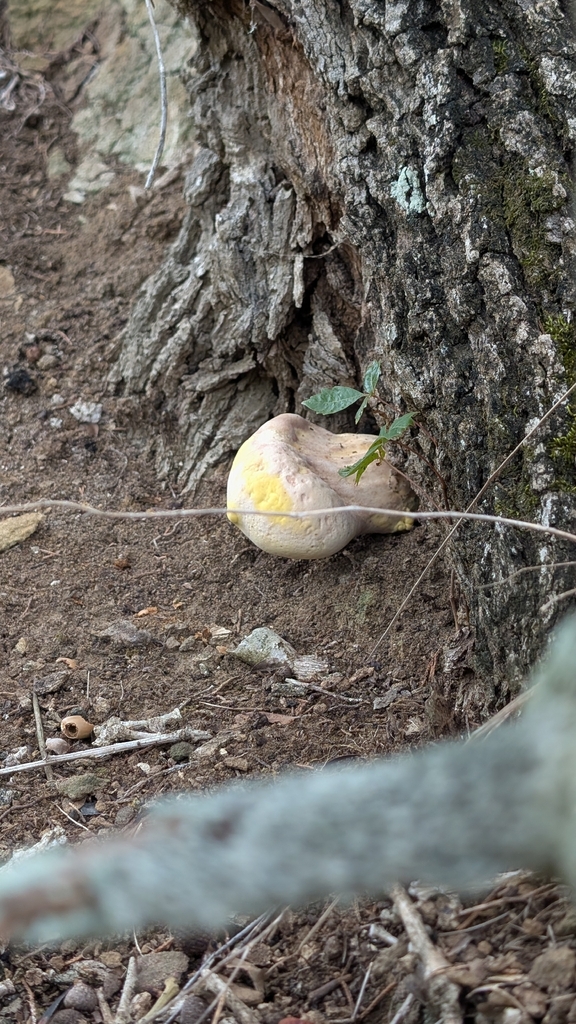 Ganoderma curtisii · December 2025 · photo: © andrew_dudley (iNaturalist, cc-by)